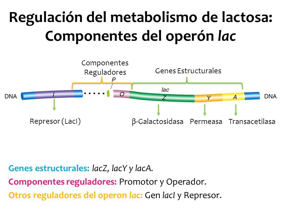 Regulación del metabolismo de lactosa: Componentes del operón lac