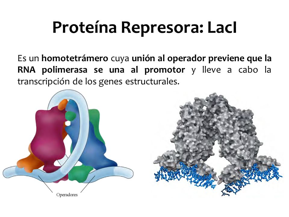 Proteína Represora: LacI