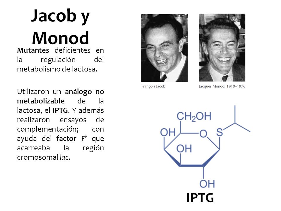 Jacob y Monod Mutantes deficientes en la regulación del metabolismo de lactosa.