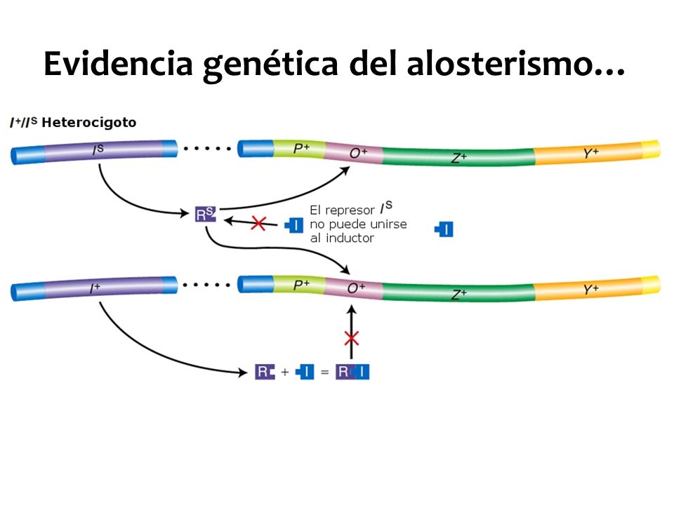 Evidencia genética del alosterismo…