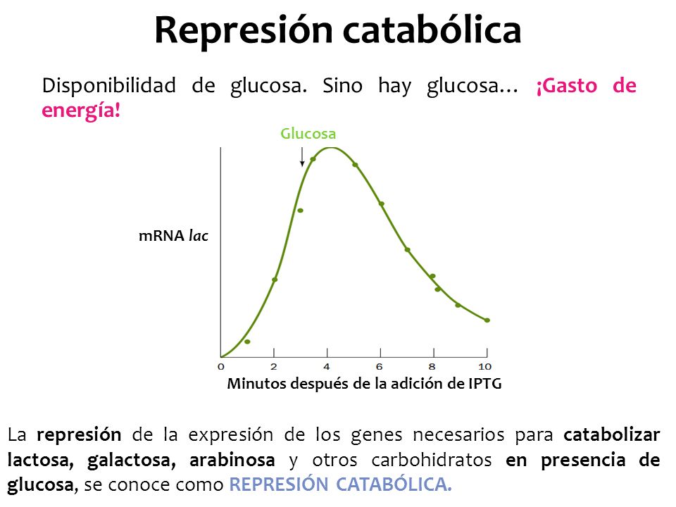 Represión catabólica Disponibilidad de glucosa. Sino hay glucosa… ¡Gasto de energía! Glucosa. mRNA lac.