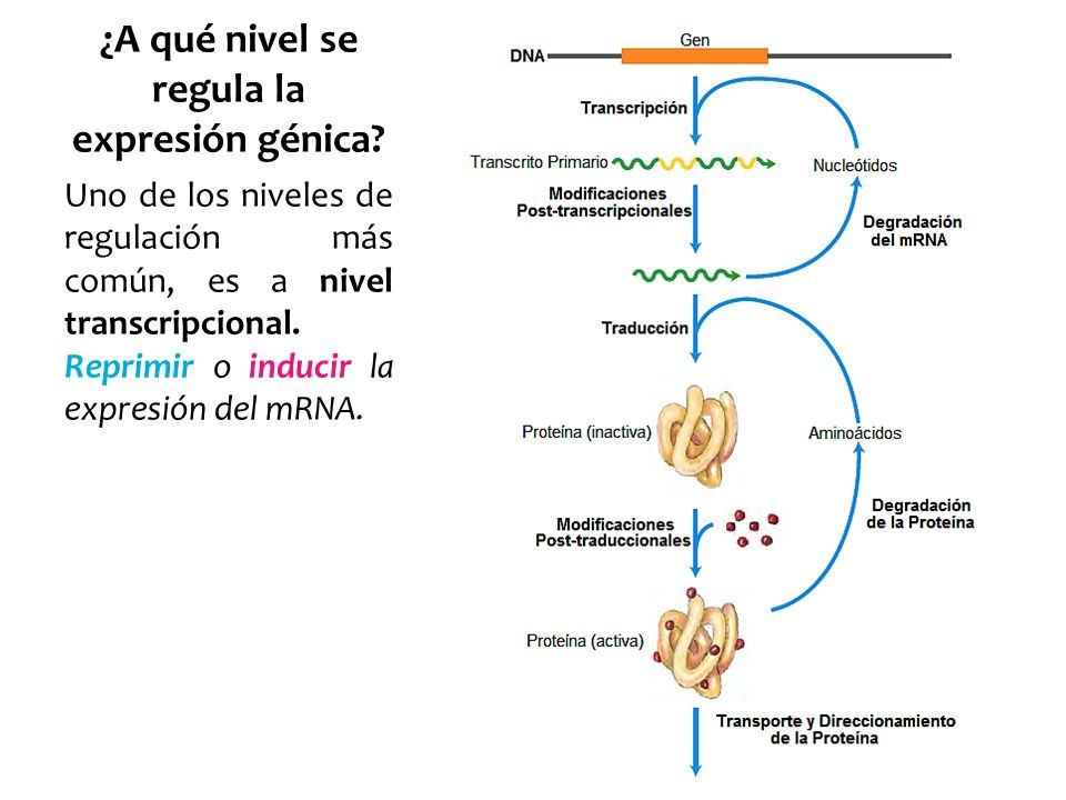 ¿A qué nivel se regula la expresión génica