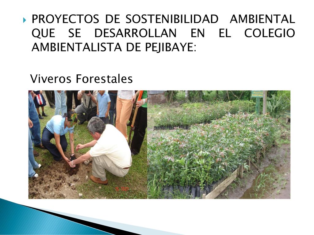 PROYECTOS DE SOSTENIBILIDAD AMBIENTAL QUE SE DESARROLLAN EN EL COLEGIO AMBIENTALISTA DE PEJIBAYE: