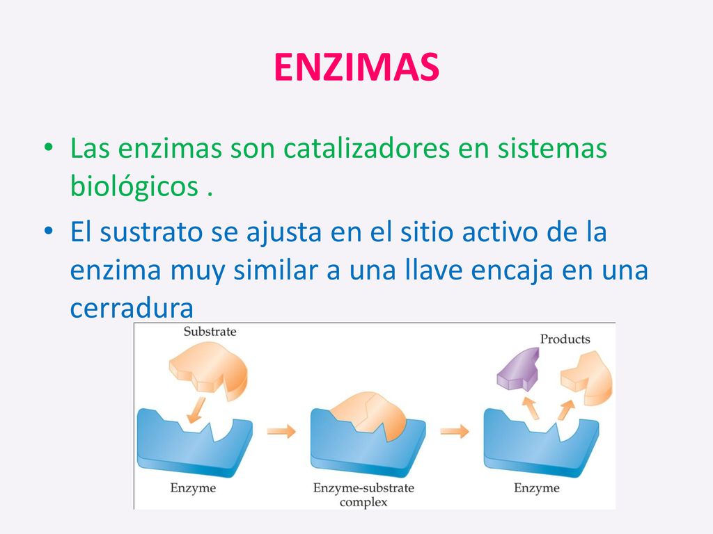 ENZIMAS Las enzimas son catalizadores en sistemas biológicos .