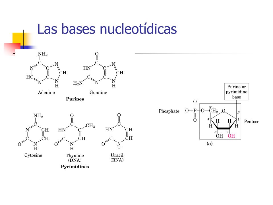 Las bases nucleotídicas