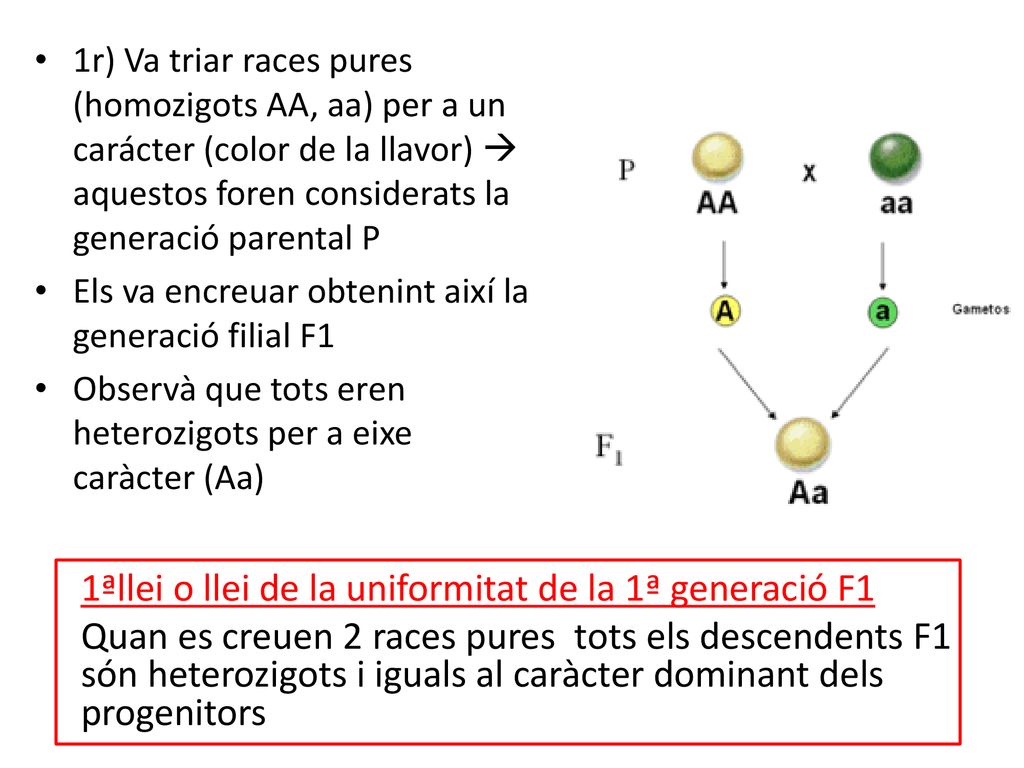 1ªllei o llei de la uniformitat de la 1ª generació F1