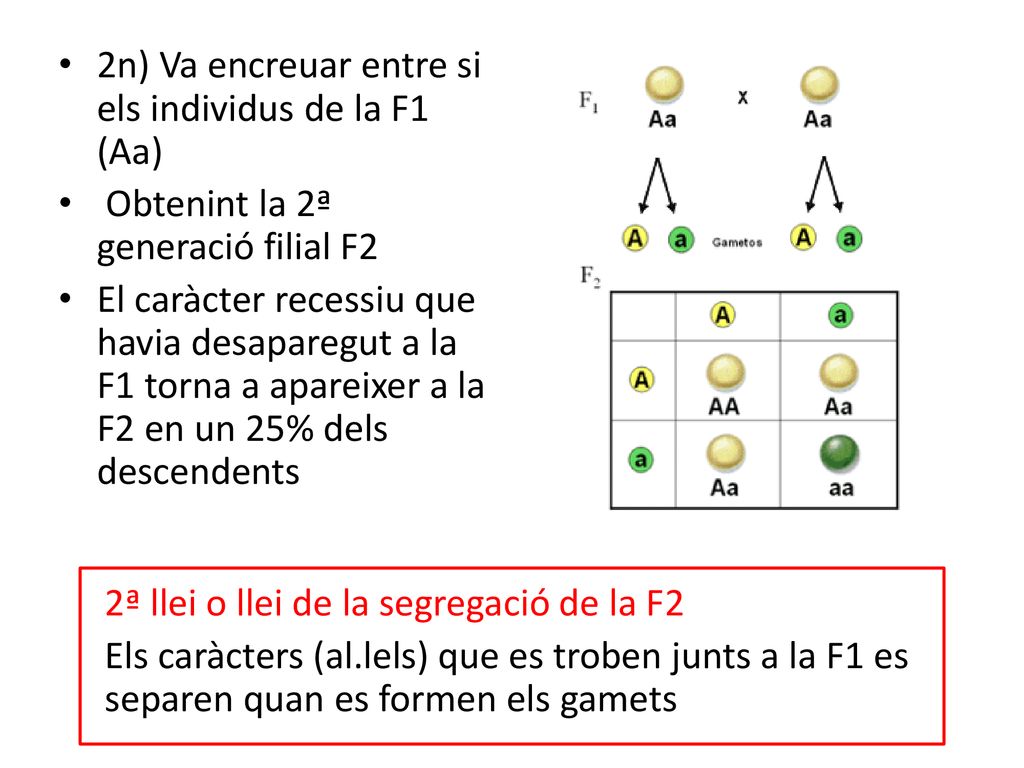 2n) Va encreuar entre si els individus de la F1 (Aa)