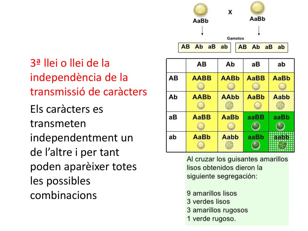 3ª llei o llei de la independència de la transmissió de caràcters Els caràcters es transmeten independentment un de l’altre i per tant poden aparèixer totes les possibles combinacions