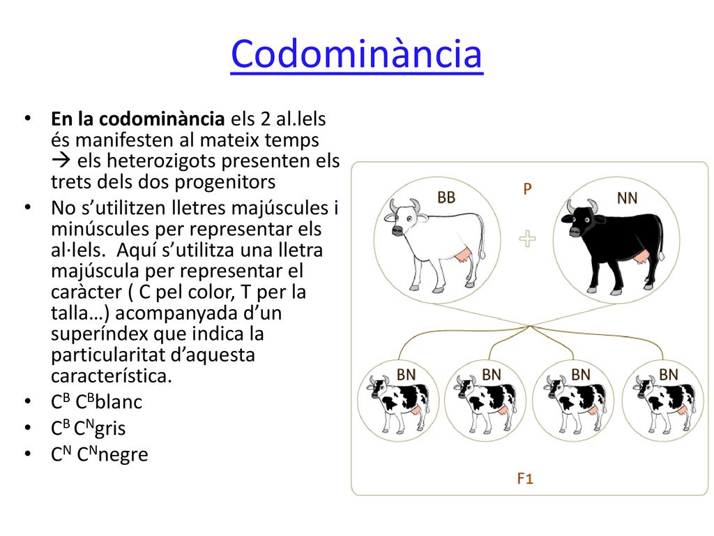 Codominància En la codominància els 2 al.lels és manifesten al mateix temps  els heterozigots presenten els trets dels dos progenitors.
