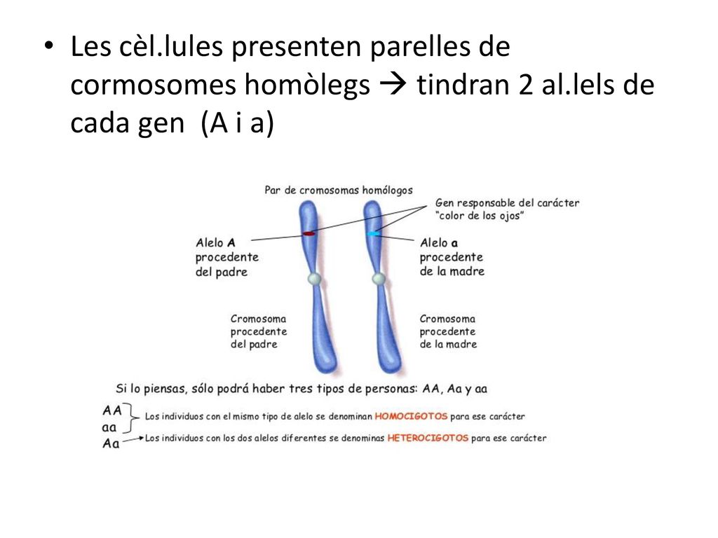 Les cèl.lules presenten parelles de cormosomes homòlegs  tindran 2 al.lels de cada gen (A i a)