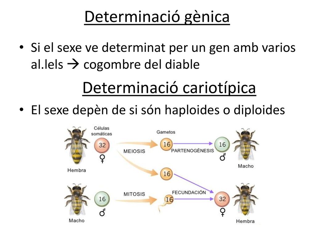 Determinació gènica Si el sexe ve determinat per un gen amb varios al.lels  cogombre del diable. Determinació cariotípica.