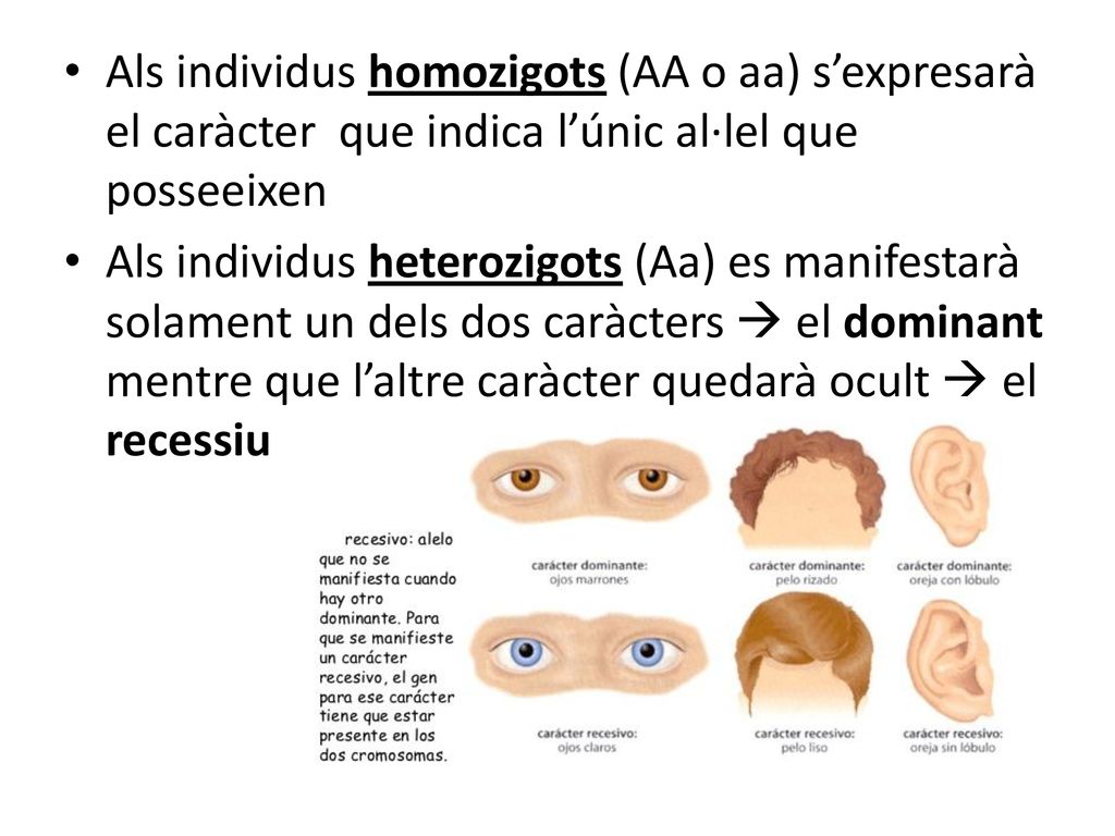 Als individus homozigots (AA o aa) s’expresarà el caràcter que indica l’únic al·lel que posseeixen