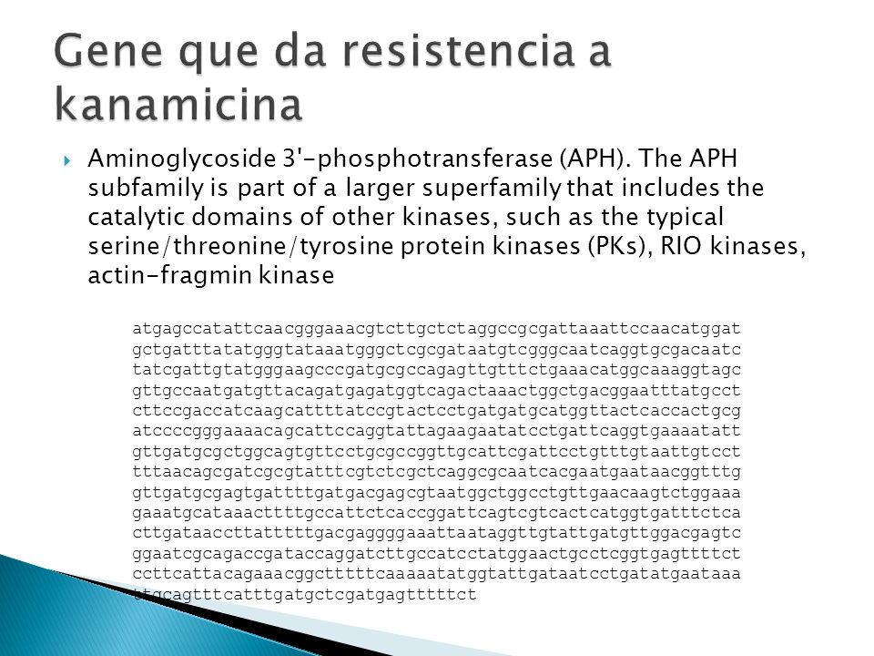 Gene que da resistencia a kanamicina