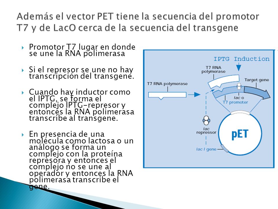 Además el vector PET tiene la secuencia del promotor T7 y de LacO cerca de la secuencia del transgene