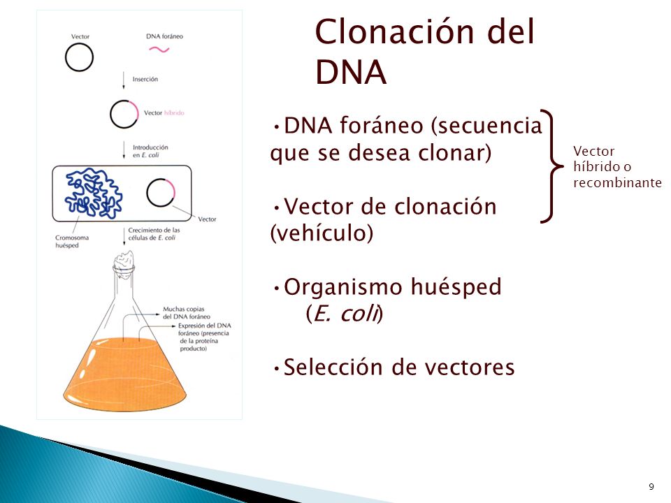 Clonación del DNA DNA foráneo (secuencia que se desea clonar)