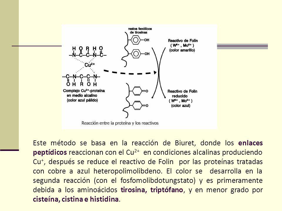 Este método se basa en la reacción de Biuret, donde los enlaces peptídicos reaccionan con el Cu2+ en condiciones alcalinas produciendo Cu+, después se reduce el reactivo de Folin por las proteínas tratadas con cobre a azul heteropolimolibdeno.