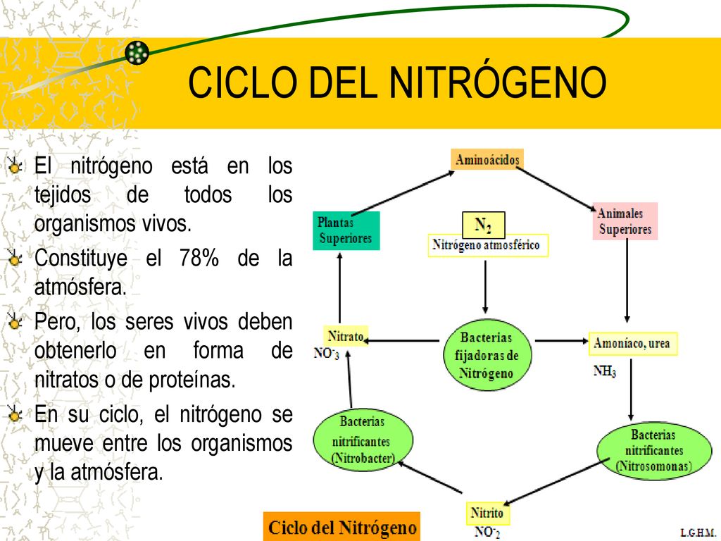 CICLO DEL NITRÓGENO El nitrógeno está en los tejidos de todos los organismos vivos. Constituye el 78% de la atmósfera.