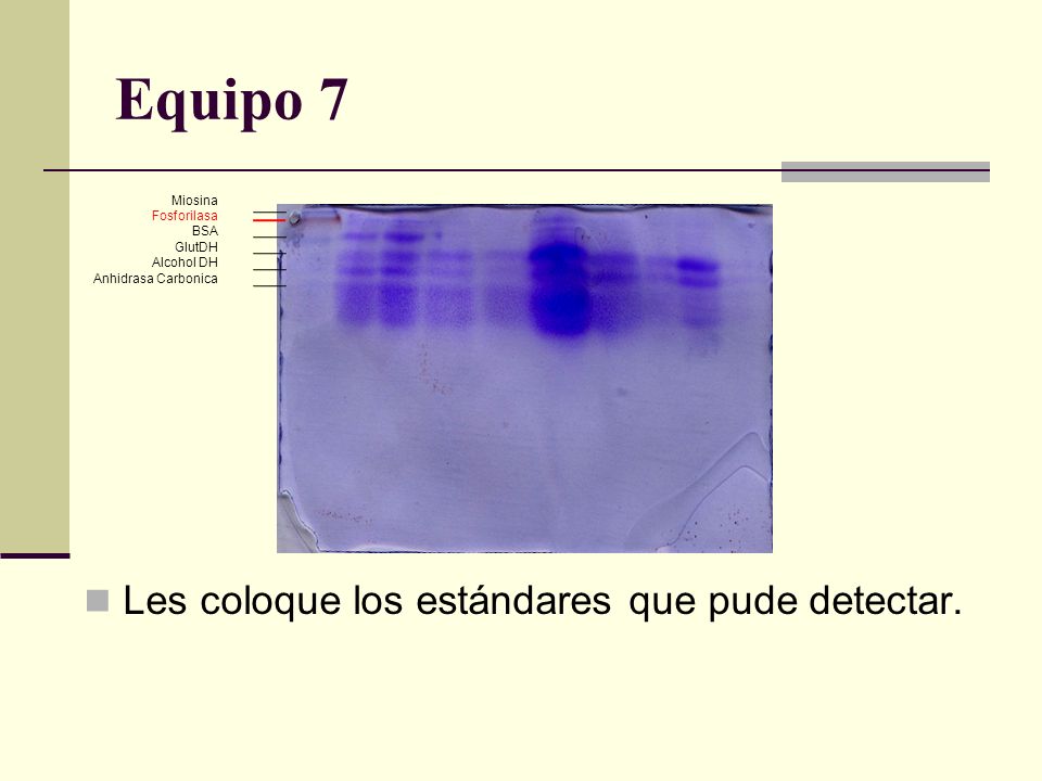 Equipo 7 Les coloque los estándares que pude detectar. Miosina