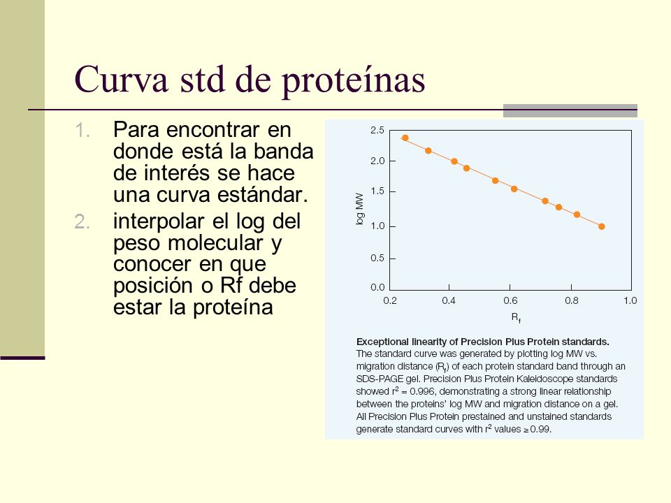 Curva std de proteínas Para encontrar en donde está la banda de interés se hace una curva estándar.