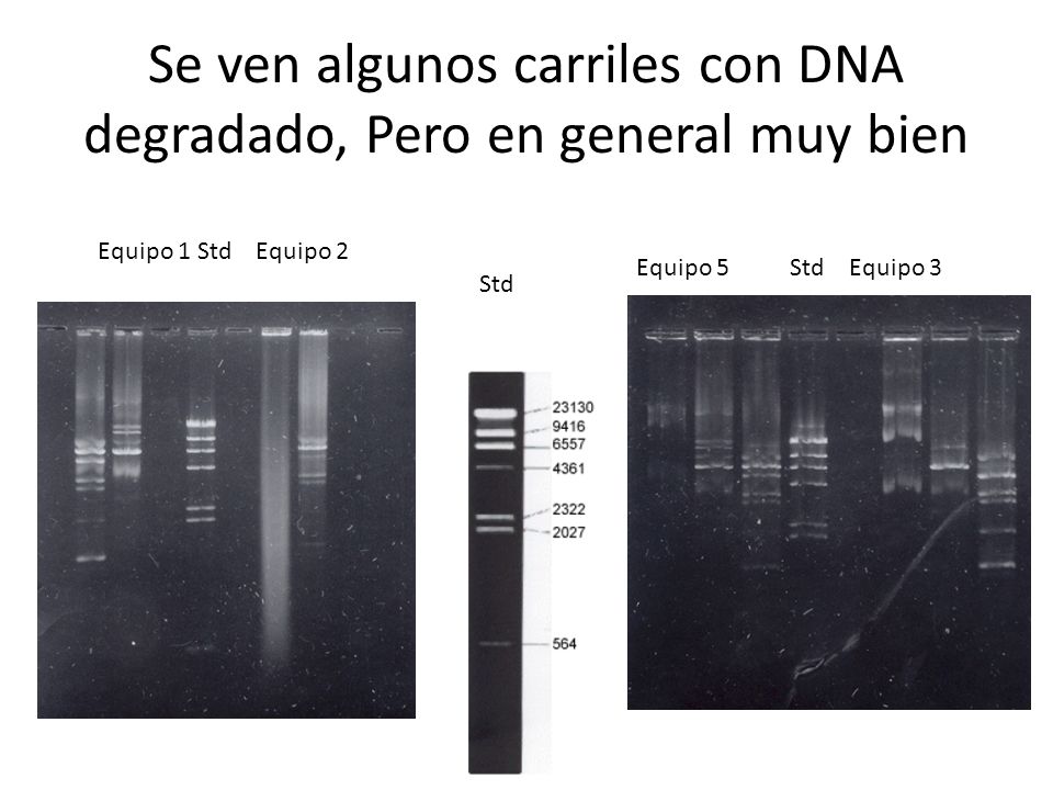 Se ven algunos carriles con DNA degradado, Pero en general muy bien