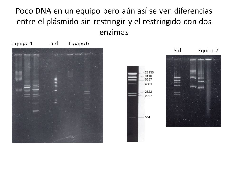 Poco DNA en un equipo pero aún así se ven diferencias entre el plásmido sin restringir y el restringido con dos enzimas