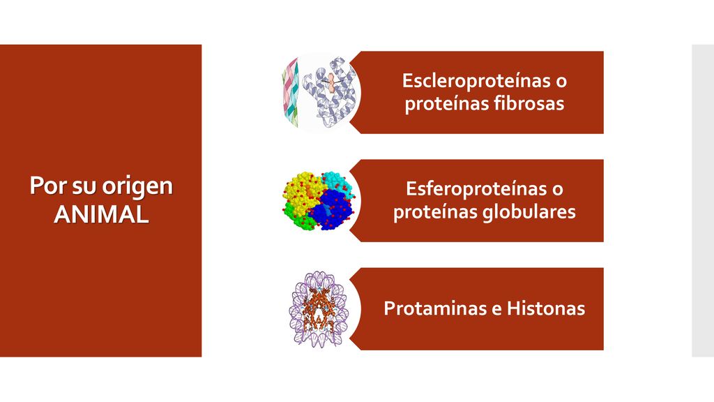 Por su origen ANIMAL Escleroproteínas o proteínas fibrosas