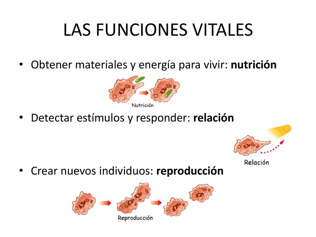 LAS FUNCIONES VITALES Obtener materiales y energía para vivir: nutrición. Detectar estímulos y responder: relación.