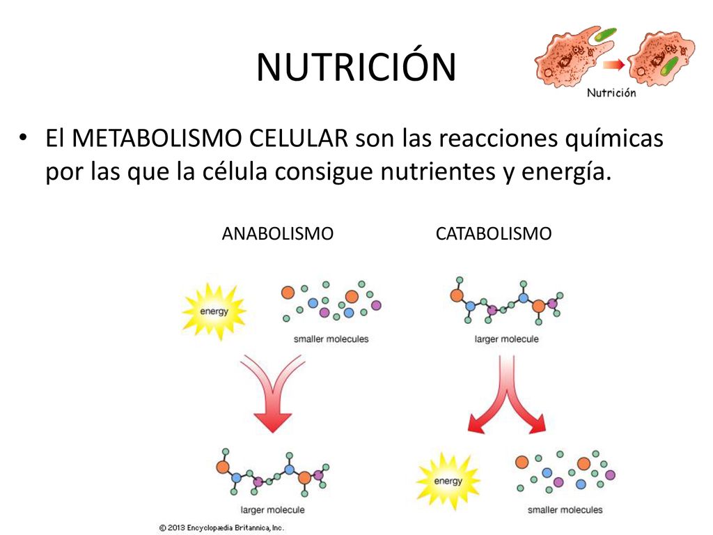 NUTRICIÓN El METABOLISMO CELULAR son las reacciones químicas por las que la célula consigue nutrientes y energía.