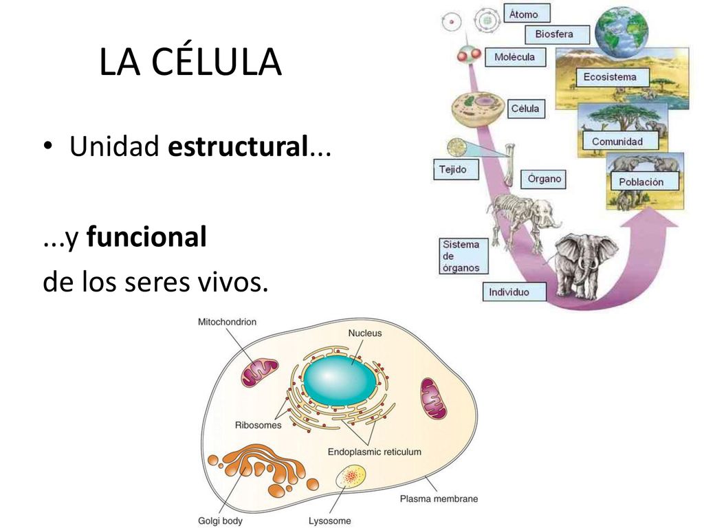 LA CÉLULA Unidad estructural y funcional de los seres vivos.