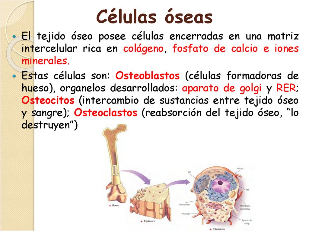 Células óseas El tejido óseo posee células encerradas en una matriz intercelular rica en colágeno, fosfato de calcio e iones minerales.