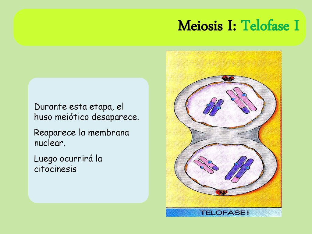 Meiosis I: Telofase I Durante esta etapa, el huso meiótico desaparece.