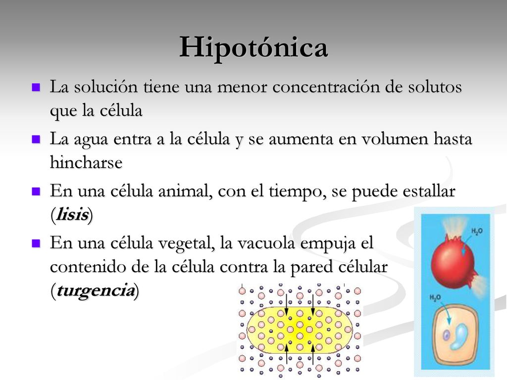 Hipotónica La solución tiene una menor concentración de solutos que la célula. La agua entra a la célula y se aumenta en volumen hasta hincharse.