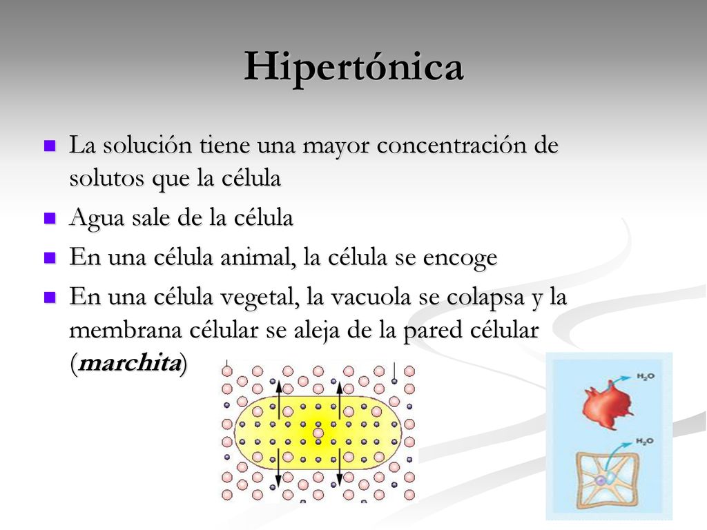 Hipertónica La solución tiene una mayor concentración de solutos que la célula. Agua sale de la célula.