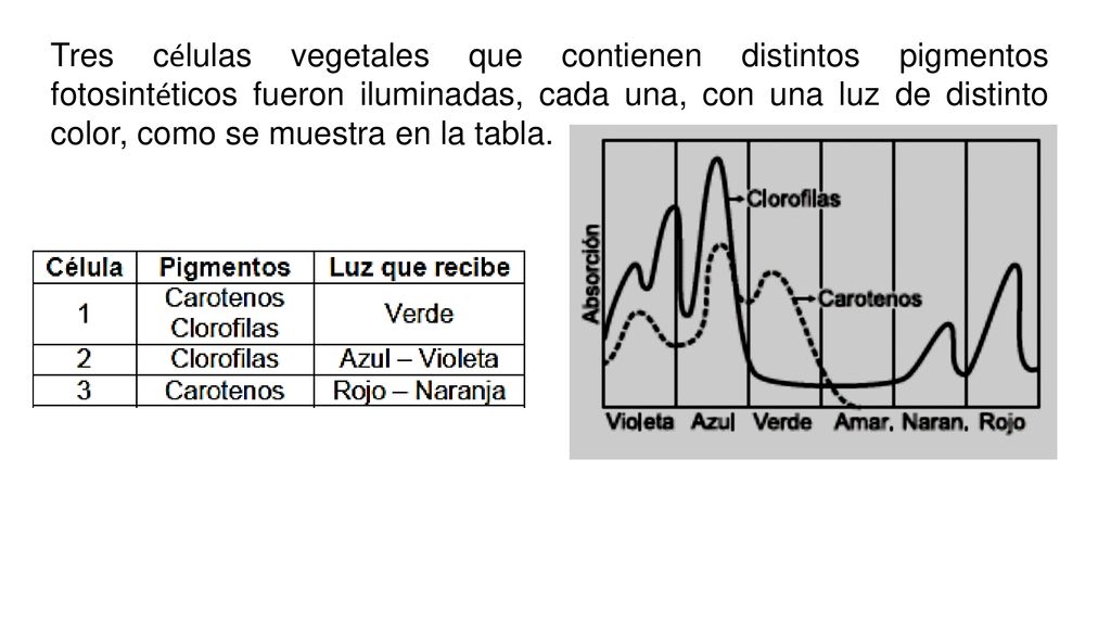 Tres células vegetales que contienen distintos pigmentos fotosintéticos fueron iluminadas, cada una, con una luz de distinto color, como se muestra en la tabla.
