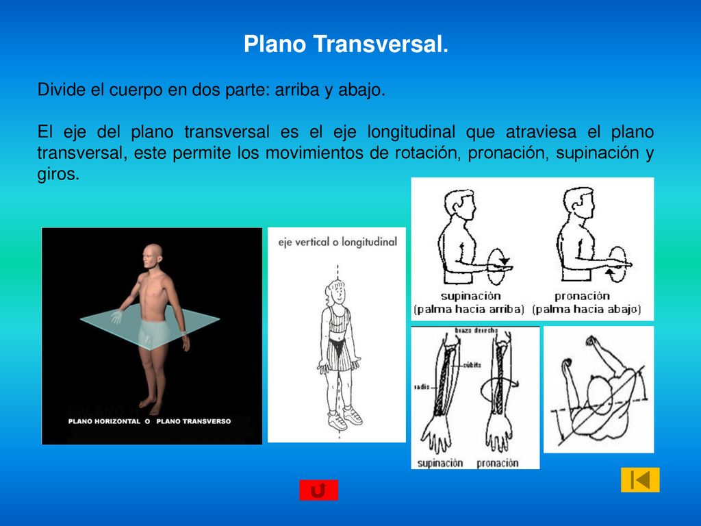 Plano Transversal. Divide el cuerpo en dos parte: arriba y abajo.