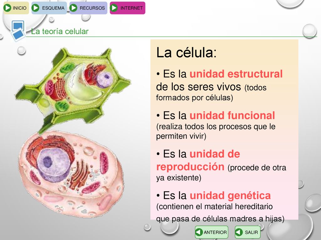 INICIO ESQUEMA RECURSOS INTERNET La teoría celular La célula: - ppt descargar INICIO ESQUEMA RECURSOS INTERNET La teoría celular La célula: - ppt descargar
