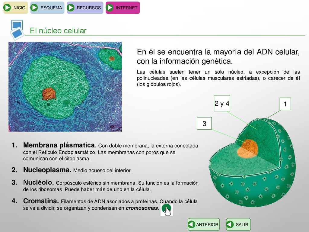 INICIO ESQUEMA. RECURSOS. INTERNET. El núcleo celular. En él se encuentra la mayoría del ADN celular, con la información genética.