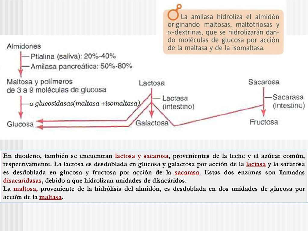 En duodeno, también se encuentran lactosa y sacarosa, provenientes de la leche y el azúcar común, respectivamente. La lactosa es desdoblada en glucosa y galactosa por acción de la lactasa y la sacarosa es desdoblada en glucosa y fructosa por acción de la sacarasa. Estas dos enzimas son llamadas disacaridasas, debido a que hidrolizan unidades de disacáridos.