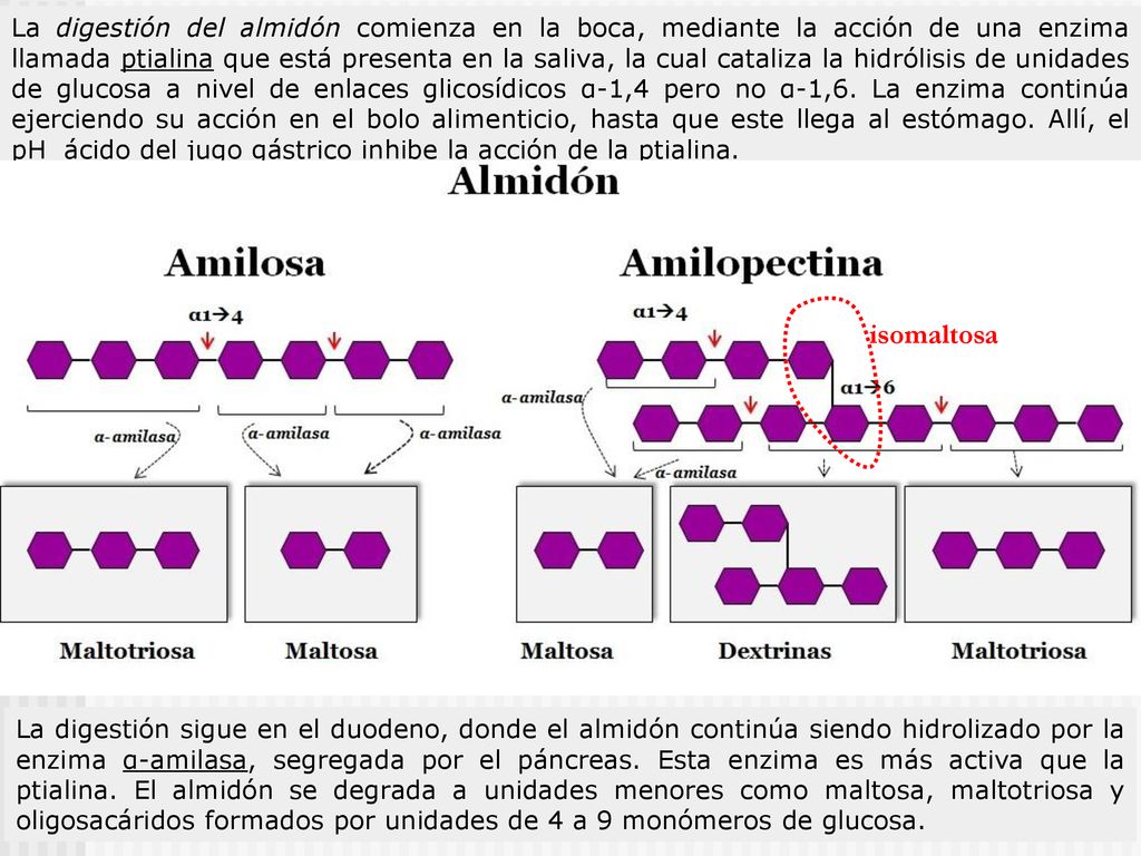 La digestión del almidón comienza en la boca, mediante la acción de una enzima llamada ptialina que está presenta en la saliva, la cual cataliza la hidrólisis de unidades de glucosa a nivel de enlaces glicosídicos α-1,4 pero no α-1,6. La enzima continúa ejerciendo su acción en el bolo alimenticio, hasta que este llega al estómago. Allí, el pH ácido del jugo gástrico inhibe la acción de la ptialina.