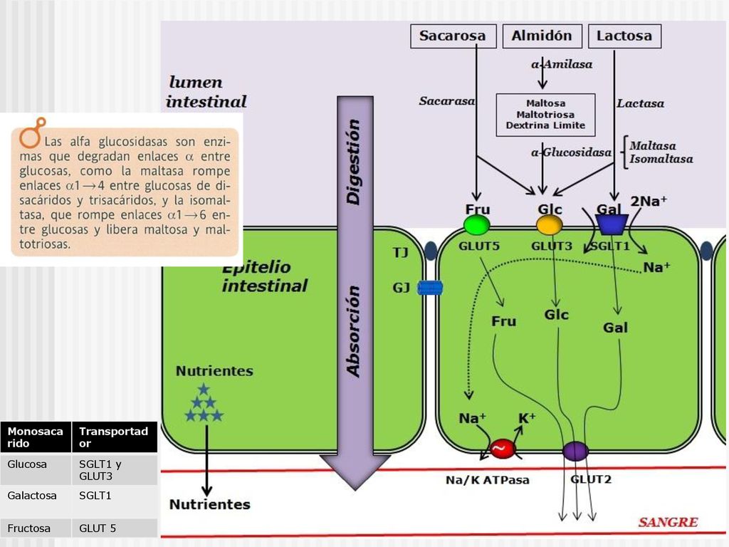 Monosacarido Transportador Glucosa SGLT1 y GLUT3 Galactosa SGLT1 Fructosa GLUT 5