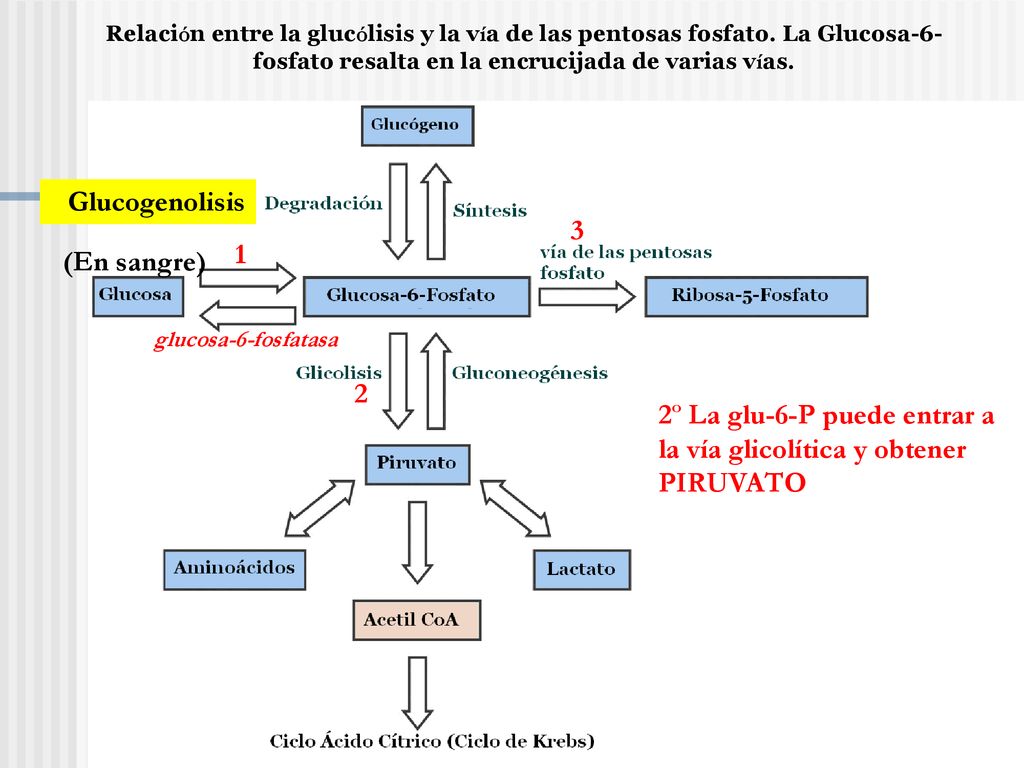 2º La glu-6-P puede entrar a la vía glicolítica y obtener PIRUVATO
