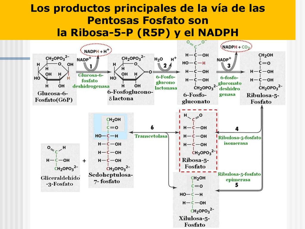 Los productos principales de la vía de las Pentosas Fosfato son