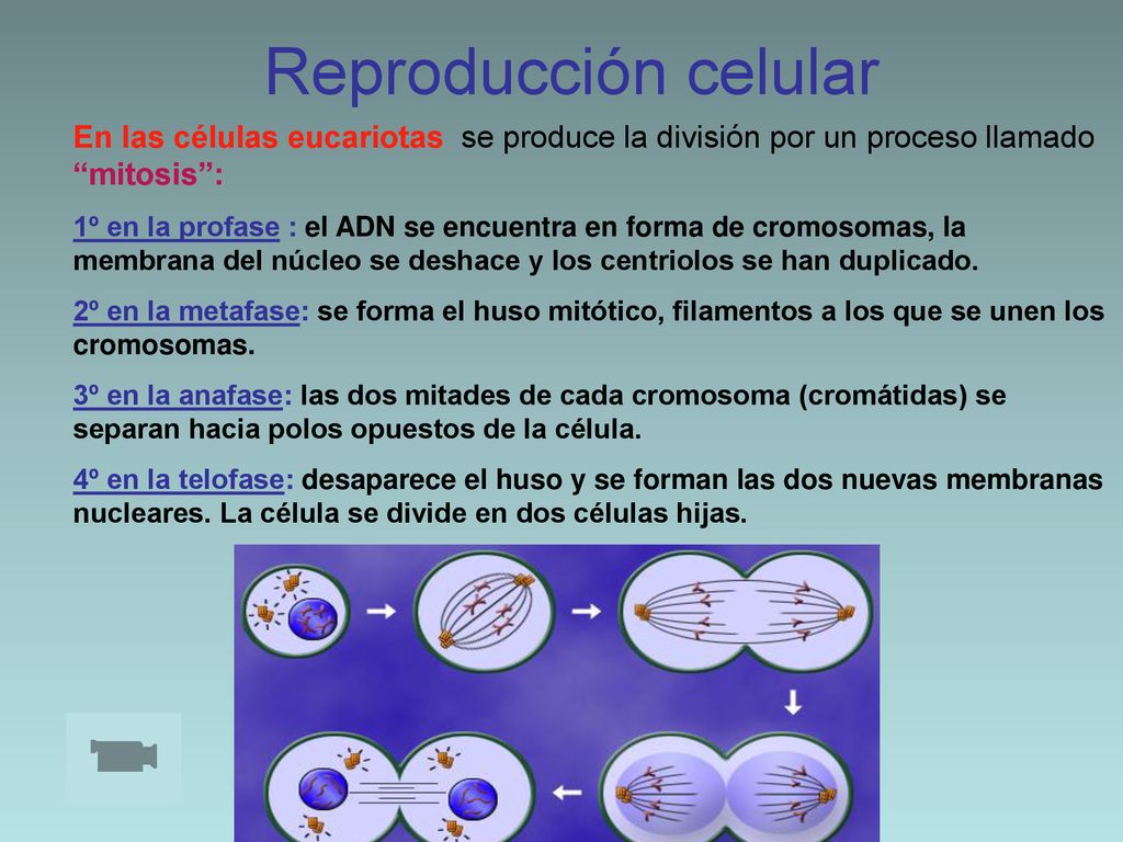 Reproducción celular En las células eucariotas se produce la división por un proceso llamado mitosis :
