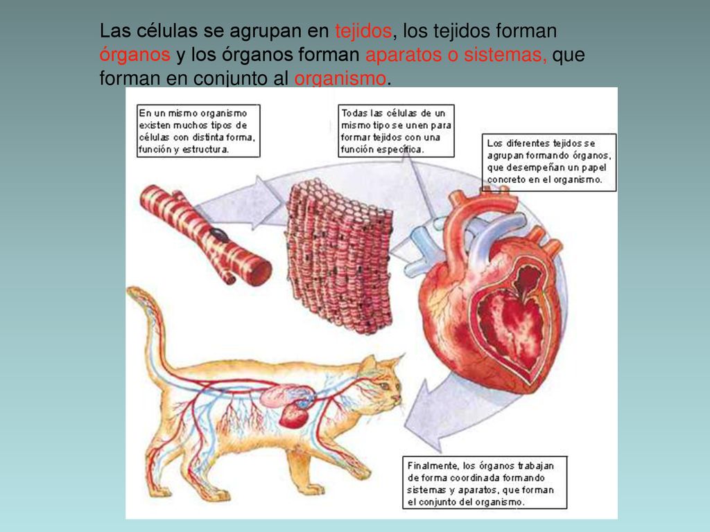 Las células se agrupan en tejidos, los tejidos forman órganos y los órganos forman aparatos o sistemas, que forman en conjunto al organismo.