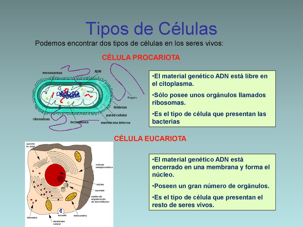 Tipos de Células Podemos encontrar dos tipos de células en los seres vivos: CÉLULA PROCARIOTA.
