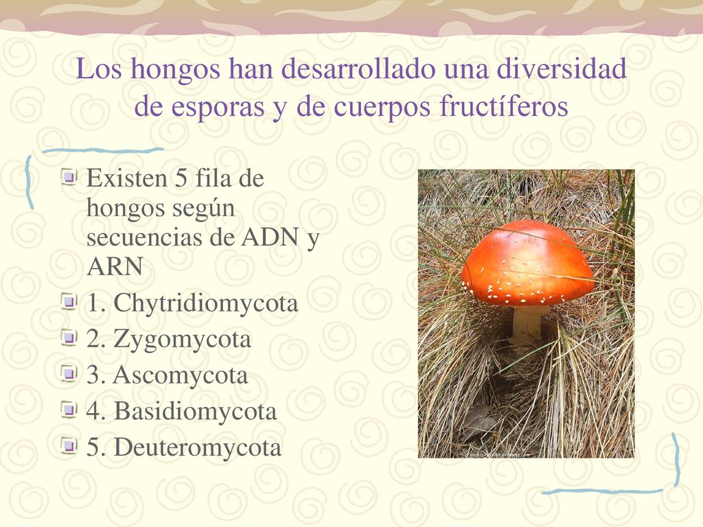 Los hongos han desarrollado una diversidad de esporas y de cuerpos fructíferos