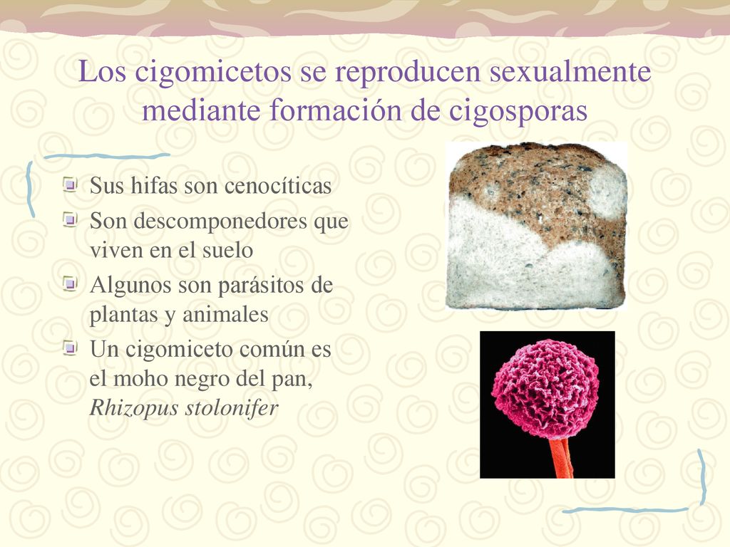 Los cigomicetos se reproducen sexualmente mediante formación de cigosporas