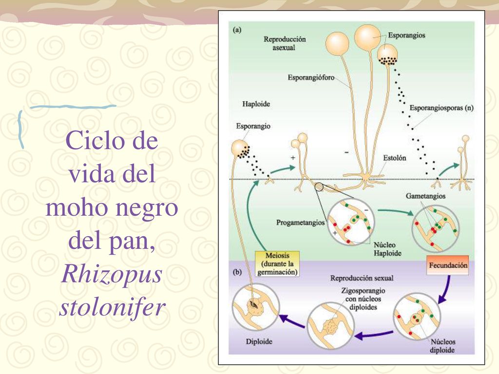 Ciclo de vida del moho negro del pan, Rhizopus stolonifer