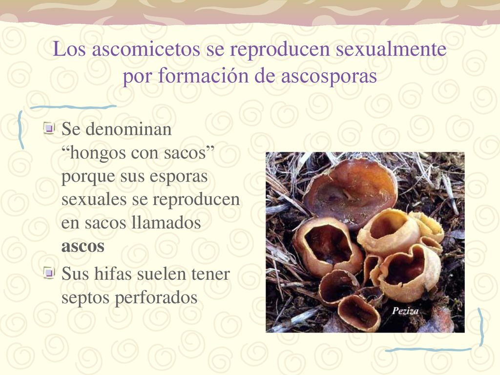 Los ascomicetos se reproducen sexualmente por formación de ascosporas