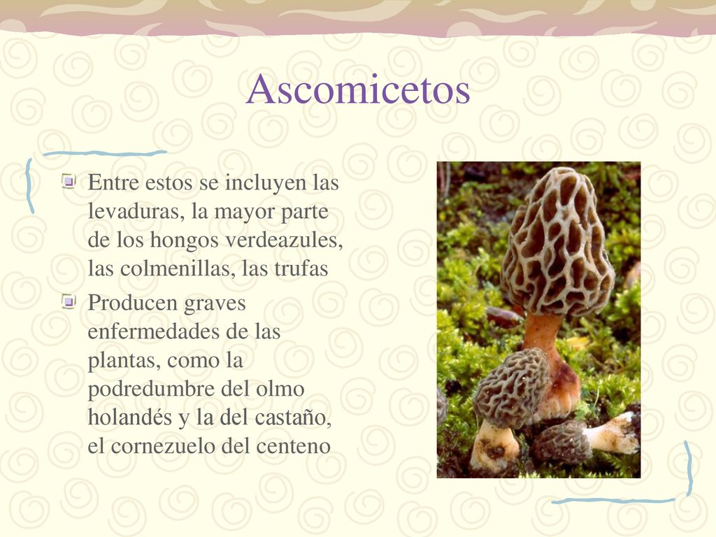 Ascomicetos Entre estos se incluyen las levaduras, la mayor parte de los hongos verdeazules, las colmenillas, las trufas.